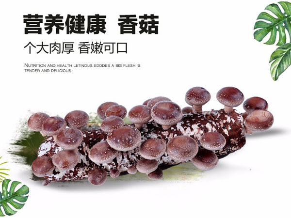 山东七河生物科技股份有限公司产品